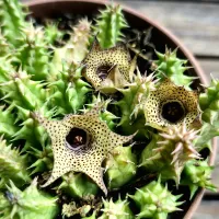 Huernia thuretii (vaso11)