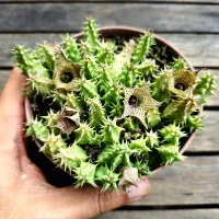 Huernia thuretii (vaso11) - Foto 2