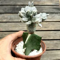 Astrophytum myriostigma cv. Hubuki (enxerto - vaso11) - Foto 2