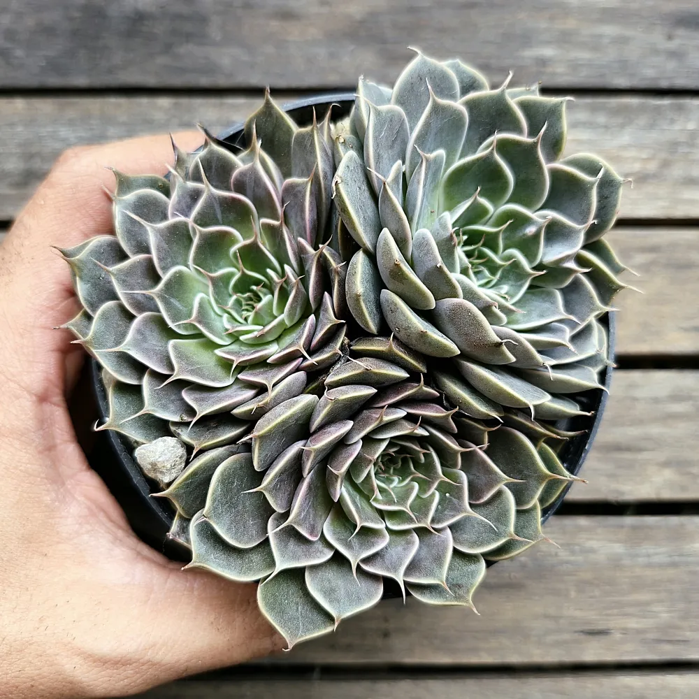 Graptoveria 