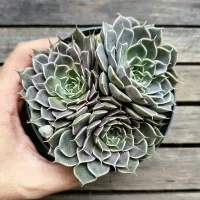 Graptoveria 'Felina' (3 rosetas - vaso11)