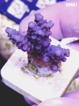 20481 Acropora Tenuis Blue