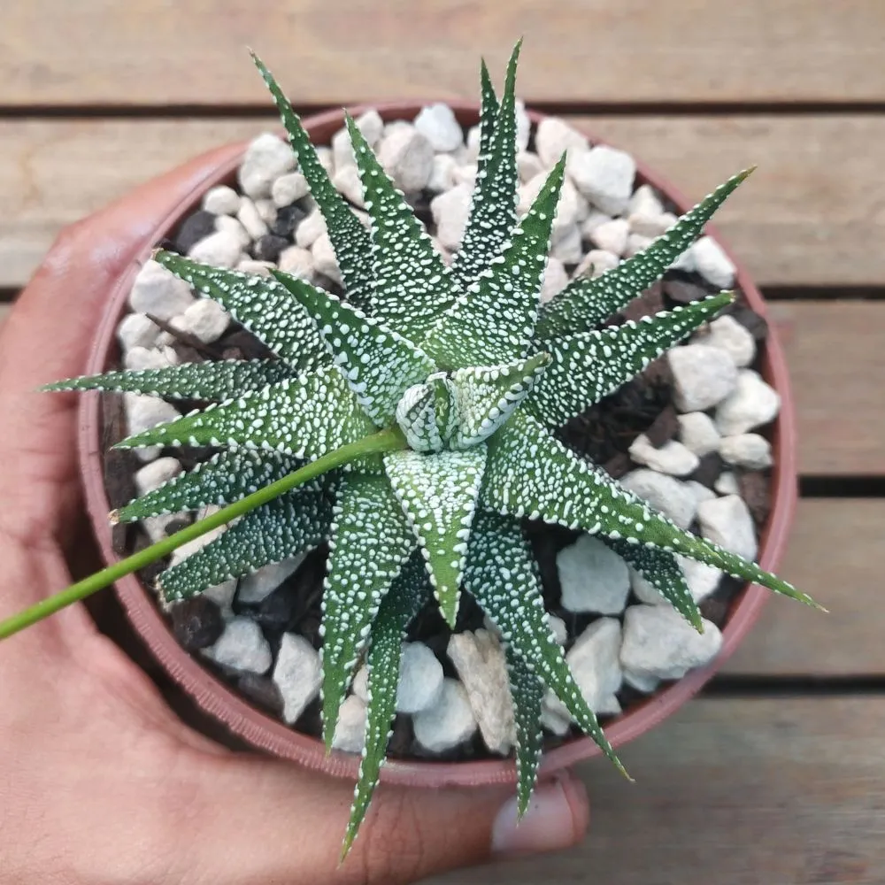 Haworthia attenuata 