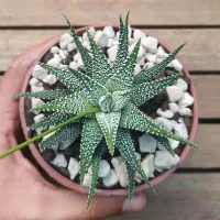 Haworthia attenuata 'White Beauty' (vaso11)