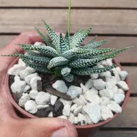 Haworthia attenuata 'White Beauty' (vaso11) - Foto 2