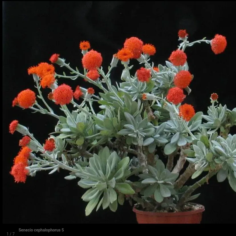 Senecio cephalophorus 