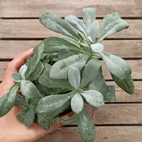 Senecio cephalophorus 'Mountain Fire' (colônia- vaso11) - Foto 2