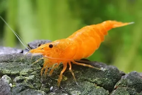 Neocaridina - Orange  ( 10 und )
