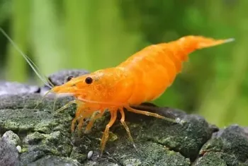 Neocaridina - Orange  ( 10 und )