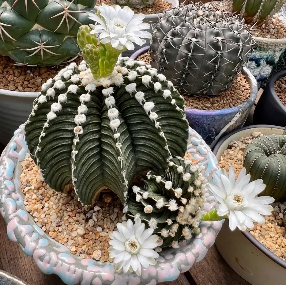 Gymnocalycium mihanovichi LB2178 Tailandia (vaso9)