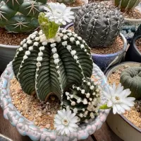 Gymnocalycium mihanovichi LB2178 Tailandia (vaso9)