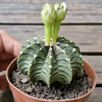 Gymnocalycium mihanovichi LB2178 Tailandia (vaso9) - Foto 2