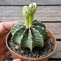 Gymnocalycium mihanovichi LB2178 Tailandia (vaso9) - Foto 3