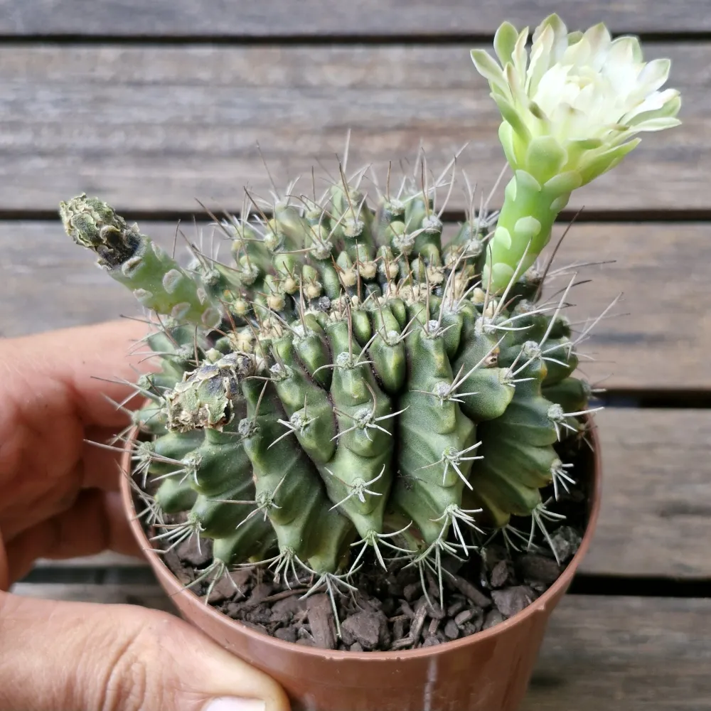 Gymnocalycium mihanovichi cristata (único - vaso9) Imagem
