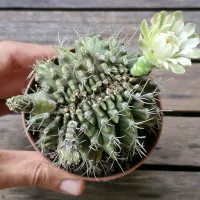 Gymnocalycium mihanovichi cristata (único - vaso9) - Foto 2