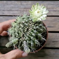Gymnocalycium mihanovichi cristata (único - vaso9) - Foto 3