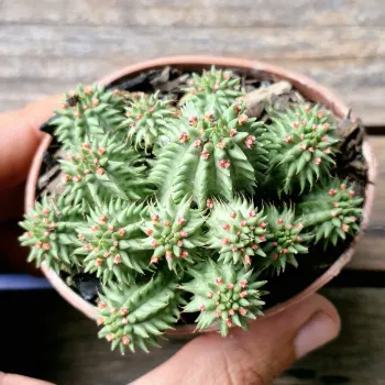 Euphorbia susannae (vaso7)