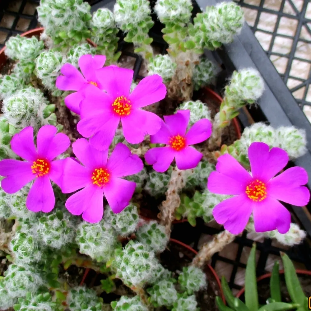 Portulaca werdermannii (vaso9)