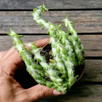 Portulaca werdermannii (vaso9) - Foto 2