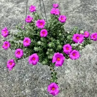 Portulaca werdermannii (vaso9) - Foto 3