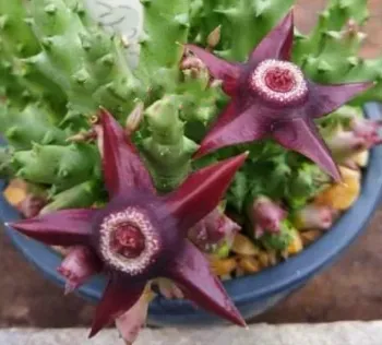 Duvalia caespitosa (miolo branco - 4 hastes)