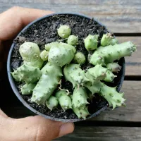 Duvalia caespitosa (miolo branco - 4 hastes) - Foto 2