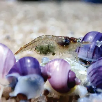 Camarão Caridina -  Malawa ( 10 Und )