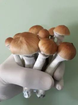 Cogumelo Mágico Psilocybe cubensis TKSSS (Thai Koh Samui Super Strain) - desidratado embalado à vácuo (3, 15, 30, 50, 100 ou 500 gramas)