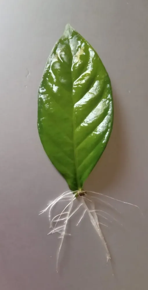 Chacrona Var. Cabocla (Psychotria viridis) - 1 ou 5 Folhas enraizadas para cultivo