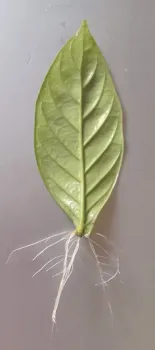 Chacrona Var. Cabocla (Psychotria viridis) - 1 ou 4 Folhas enraizadas para cultivo - Foto 2