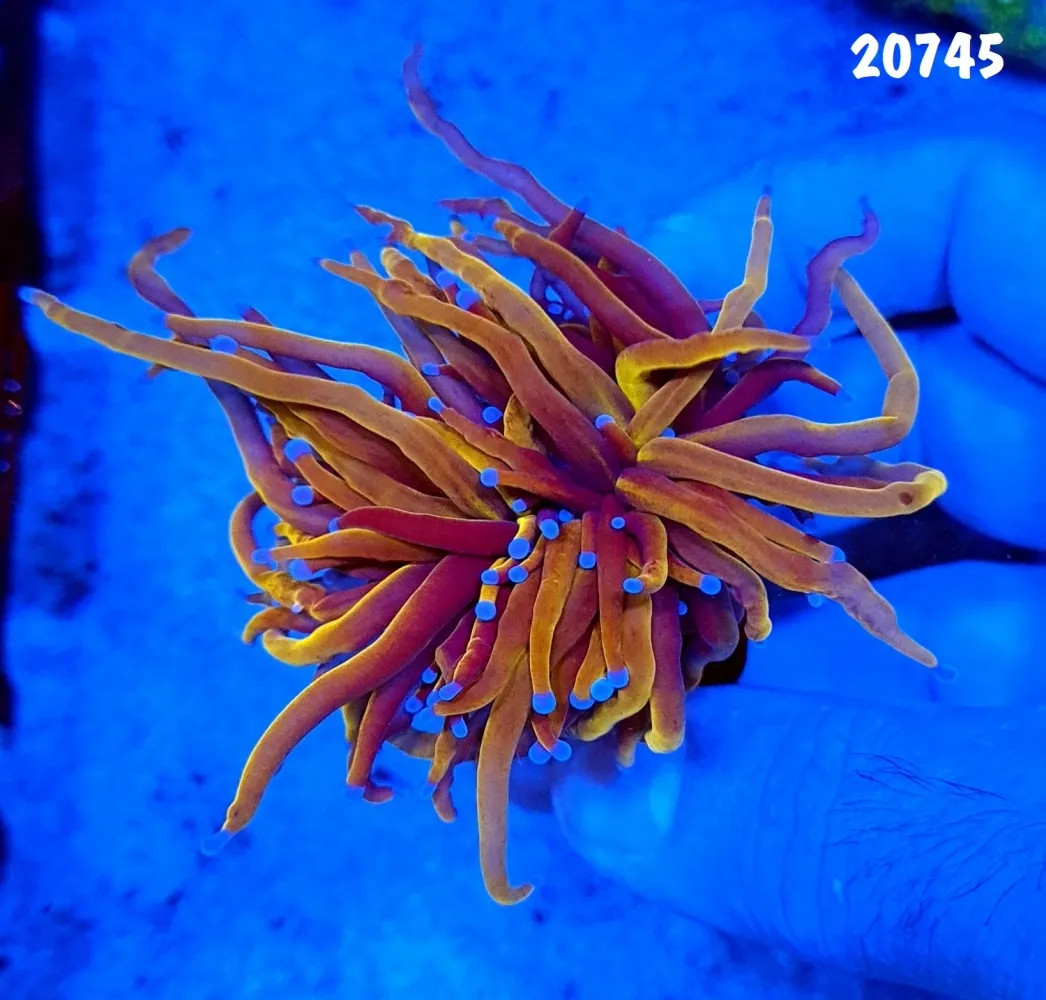 20745 Torch Gold 24k 2 bocas 