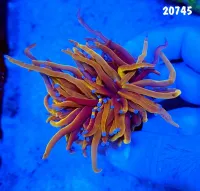 20745 Torch Gold 24k 2 bocas 