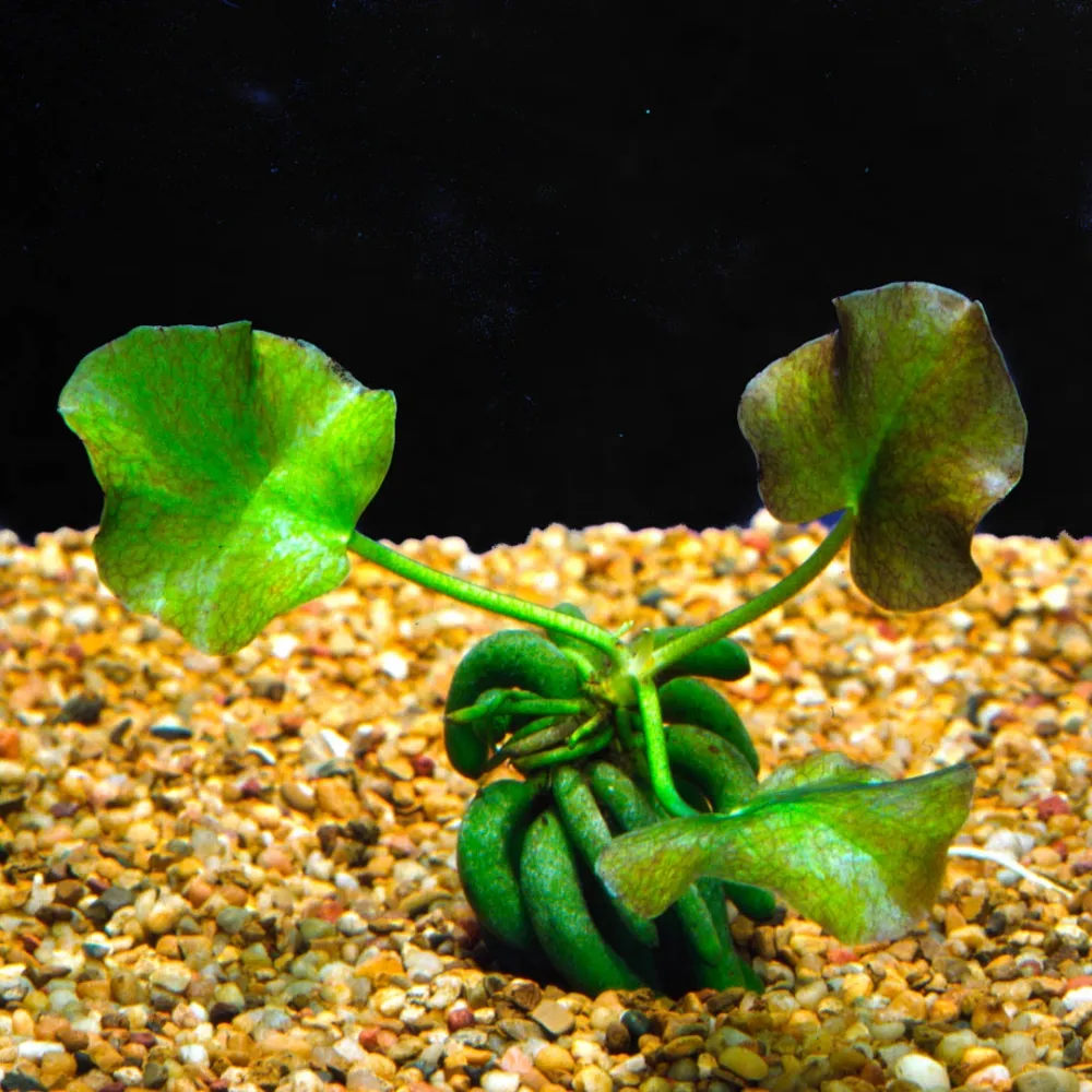 Nymphoides aquatica (bananinha)