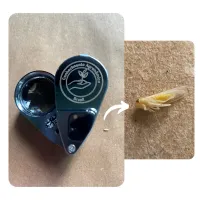 Estojo do Agrônomo - Pazinha, lupas, guia e chave + brindes - Foto 6