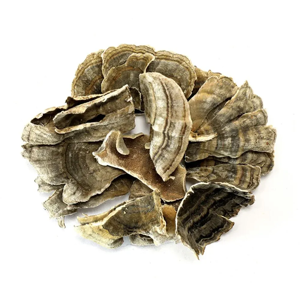 Cogumelo Cauda de Peru (Trametes versicolor) desidratado embalado à vácuo - 10 ou 100 gramas Imagem
