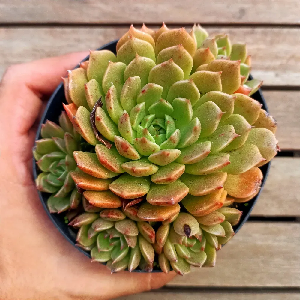 Graptoveria 'Olivia' (colônia - vaso9) Imagem