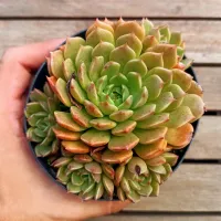 Graptoveria 'Olivia' (colônia - vaso9)