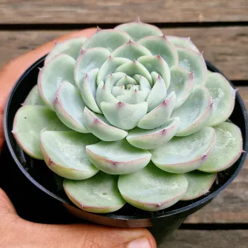 Echeveria 'Exquisite' (vaso11) - Foto 2
