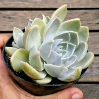 Echeveria cuspidata menchaca 'Gert' (única - vaso11)