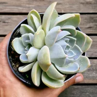 Echeveria cuspidata menchaca 'Gert' (única - vaso11) - Foto 2
