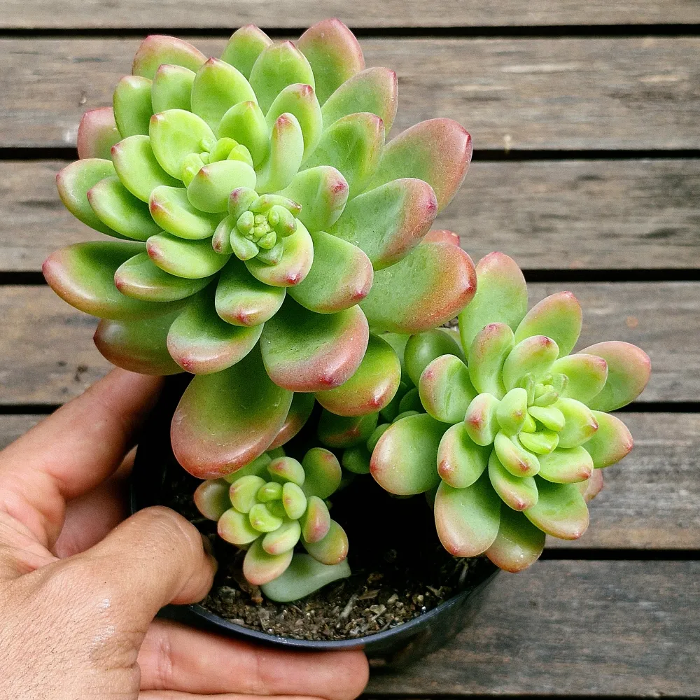 Sedum 'Shangrila' (colônia - vaso11) Imagem