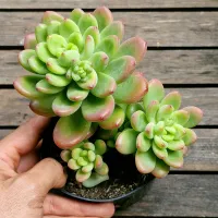 Sedum 'Shangrila' (colônia - vaso11)