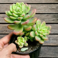 Sedum 'Shangrila' (colônia - vaso11) - Foto 2