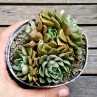 Echeveria 'Yamatomini' (colônia única - vaso11)