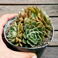 Echeveria 'Yamatomini' (colônia única - vaso11) - Foto 2