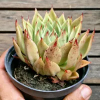 Echeveria agavoides híbrida pintada (única- vaso11)