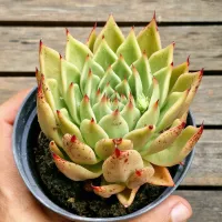 Echeveria agavoides híbrida pintada (única- vaso11) - Foto 2