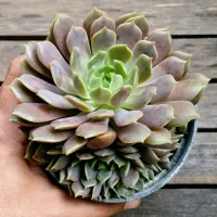 Echeveria 'Pluto' (vaso11)
