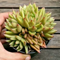 Echeveria agavoides híbrida pontas vermelhas (colônia única - vaso11)