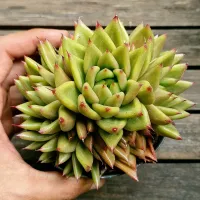 Echeveria agavoides híbrida pontas vermelhas (colônia única - vaso11) - Foto 2
